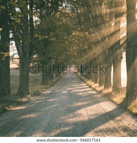 empty road in the countryside with trees in surrounding. perspective in autumn - instant vintage square photo