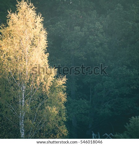 fir trees on a meadow down the will to coniferous forest in foggy forest in latvia - instant vintage square photo