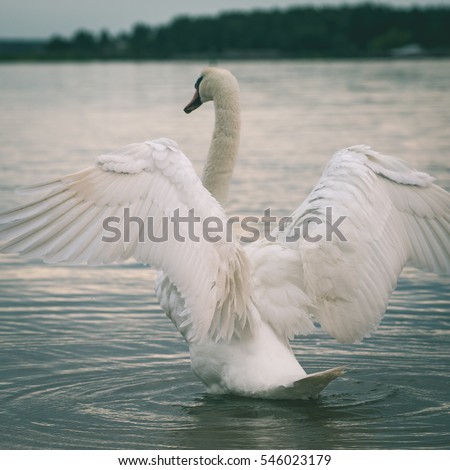 swan on lake water in sunny day, swans on pond. - instant vintage square photo