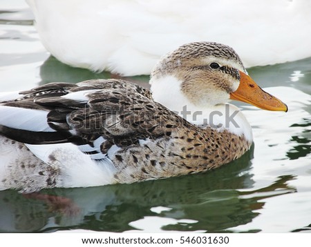 Very nice duck resting on the river                              