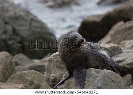 Seal Animal