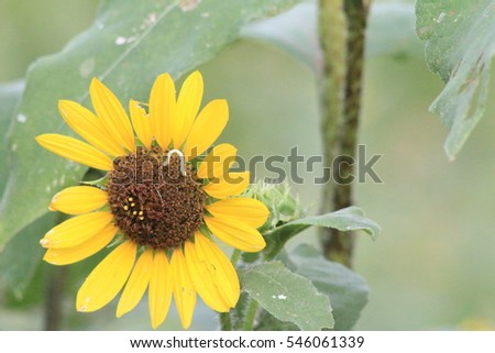 inchworm on a sunflower
