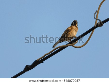 lonely sparrow on the electric wire with sky