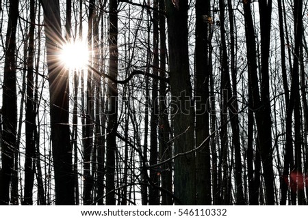 Sun in the Forest