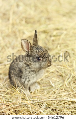 The small rabbit on a background of hay