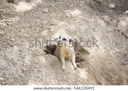 Meerkat guarding a burrow