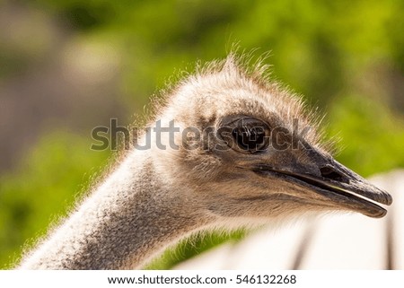 Portrait of funny ostrich