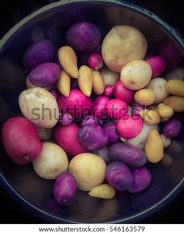 Rainbow Potatoes Royalty-Free Stock Photo #546163579