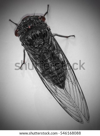 A black and grey photograph of a Cicada with a dark vignette border.