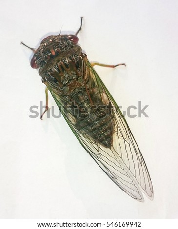 A bird's eye view of a Cicada in Brisbane, Australia. 