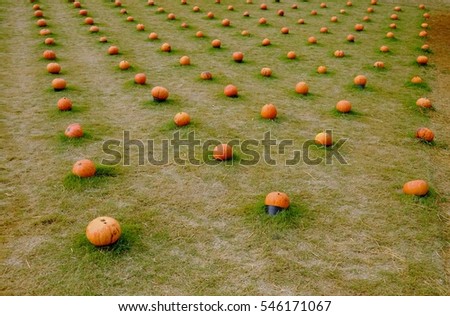 Low adorned with pumpkins laying arranged vertically or horizontally.