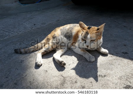 Homeless Cat  is sunbathe