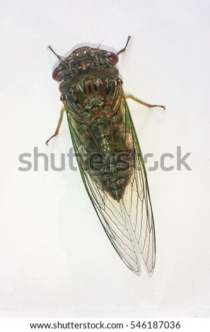 A close-up bird's eye view of a Cicada in Brisbane, Australia. 