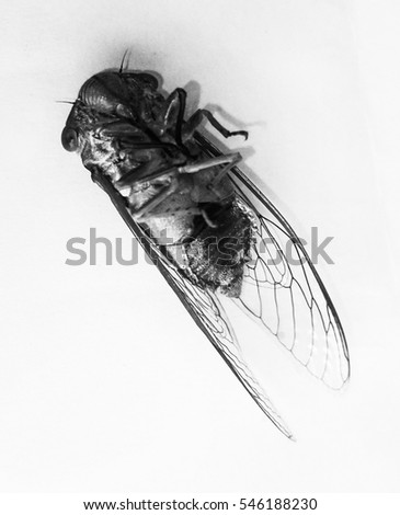 A close-up black and grey photograph of a Cicada playing dead in Brisbane, Australia.