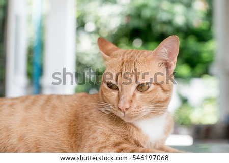 orange cat 