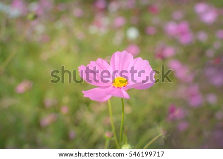 pink cosmos flower soft focus background
