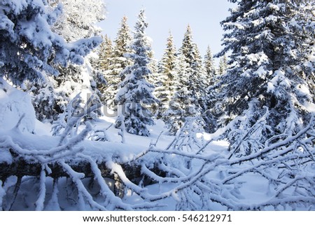 Snow covered spruces. Winter forest. Ural landscape