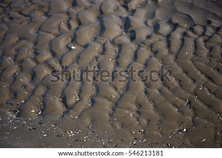 Sea shells on the beach sand