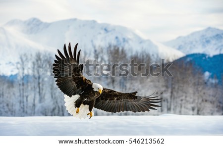 Adult Bald Eagle ( Haliaeetus leucocephalus washingtoniensis ) in flight. Alaska in snow Royalty-Free Stock Photo #546213562