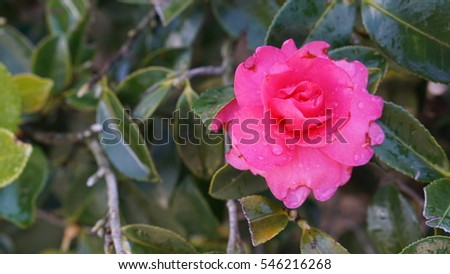 Closeup to a pink blooming rose flower belong the yellow-green leave bush, see the yellow pollen and the water drops on its lopes