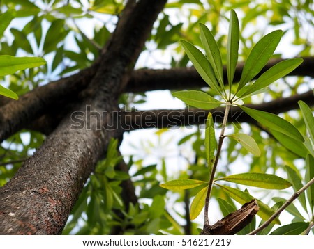 blur picture shallow DoF photo of tropical plant trees with green leaves dark brown branches in jungle taken from bottom view light blue sky bright background selective focus on cracked bark surface