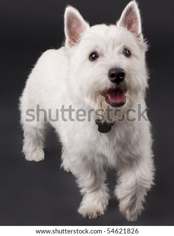 picture of a curious West Highland White Terrier (5 months)