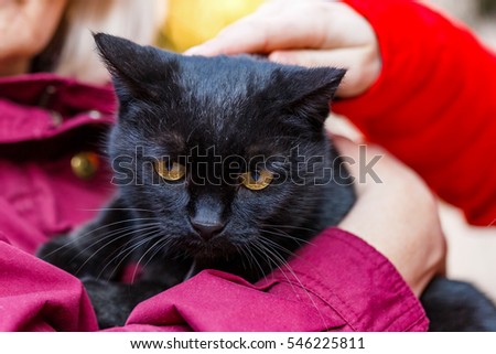 Portrait photo of beautiful friendly black cat
