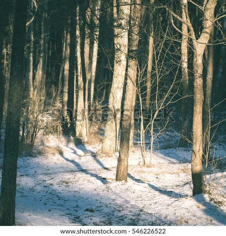 winter forest trees. nature green wood sunlight backgrounds. - instant vintage square photo