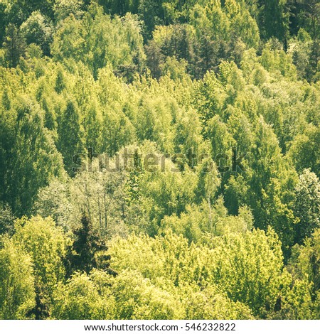 Endless forests in sunny day with perspective in color - instant vintage square photo