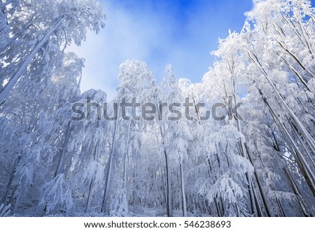 Beautiful winter scenery in Carpathian mountains near Pezinok, Slovakia