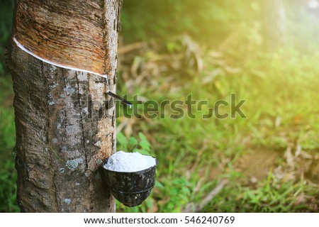 Rubber Latex extracted from rubber tree , (Hevea Brasiliensis) as a source of natural rubber Royalty-Free Stock Photo #546240769