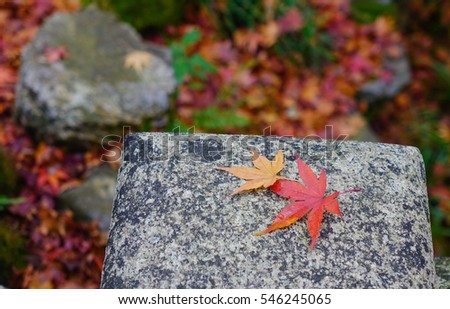 Landscape of Japanese garden at autumn. Maple leaves on the stone bench.