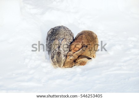 Two lovers of a hare form a heart between them