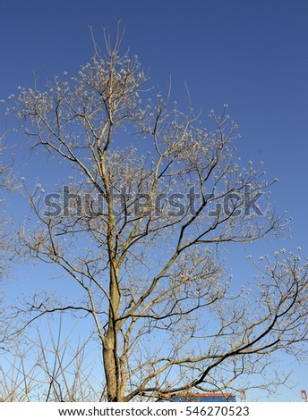 Chinese tallow tree with tiny white waxy arils, central Japan.