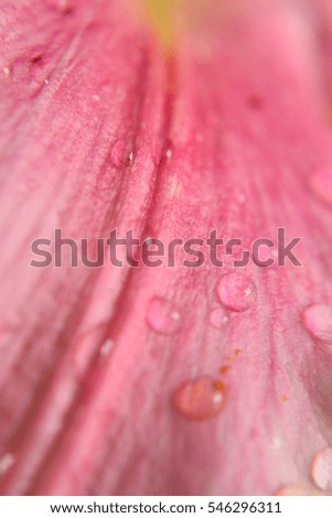 Macro background rain water dew on pink lily surface in vertical frame