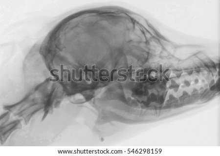 X-ray of the skull of a dog in side position, negative