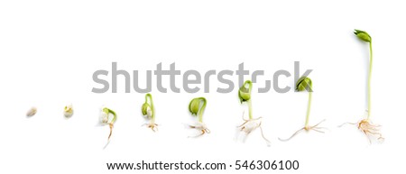 Sequence of bean plant growing experiment  Royalty-Free Stock Photo #546306100