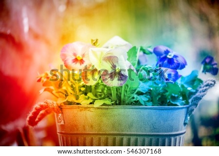 Arrangement of pansy plants in ornamental flower pot. Purple pansies potted in vase on table against blurred background, shallow focus field of depth for garden magazine blog Image with filter effect