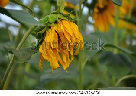 sun flower in garden Royalty-Free Stock Photo #546326650
