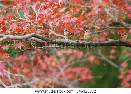 The couple of birds on the red maple leaves as a beautiful background the symbol of autumn season