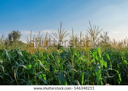 A front selective focus picture of corn flowers with blue sky background.