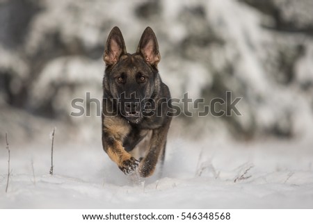 Gray working line German shepherd dog in snow