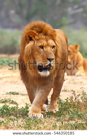 Close Up picture of a male lion on the grass 