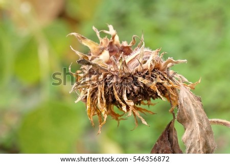 Sunflower is a fungal rot in the garden
