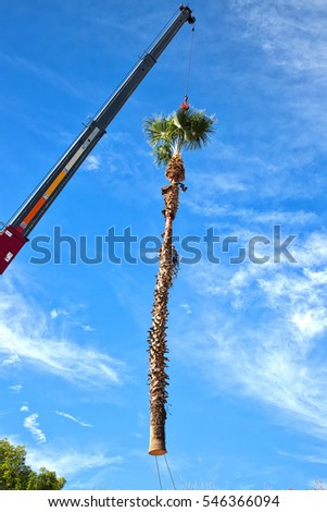 A crane lifting and removing a tall palm tree