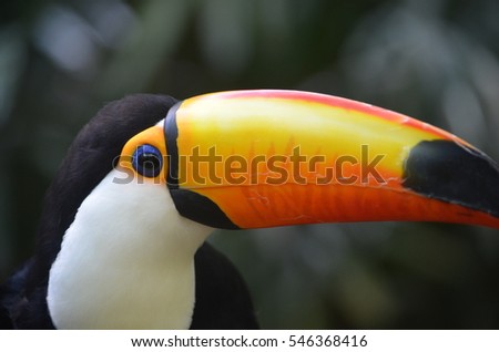A Toucan, member of the Ramphastidae family of near passerine birds from the Neo Tropics.

