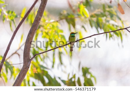 Green Bee - eater / little green bee-eater