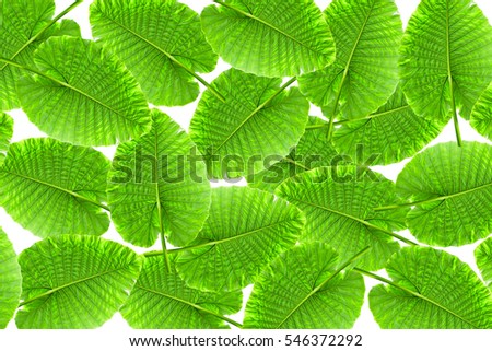 Group of Green Caladium leaf, Elephant Ear isolate on white background