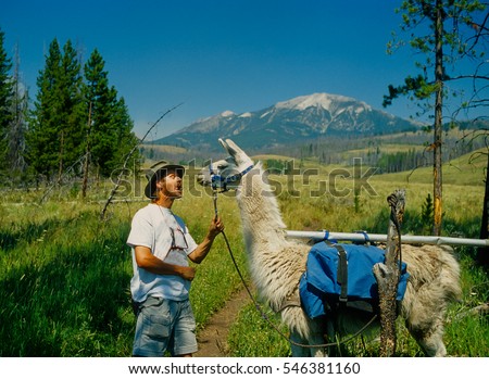 A man teasing a llama that is grazing on grass. The llama and the man are nose to nose with the llama having grass stems sticking out of it's mouth. Man is pretending to eat the grass.