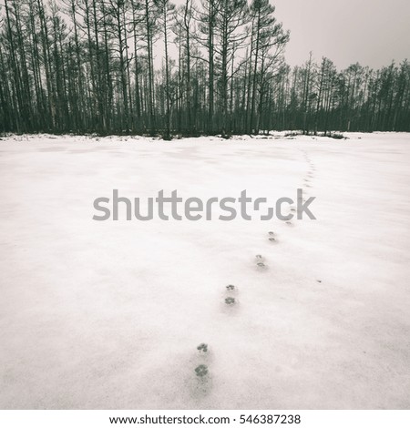 winter rural scene with fog and white fields and frost. latvia - instant vintage square photo